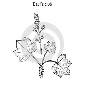 Devil s club or walking stick Oplopanax horridus , medicinal plant
