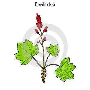 Devil s club or walking stick Oplopanax horridus , medicinal plant