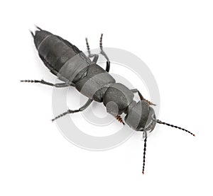 Devil's coach-horse beetle, Ocypus olens