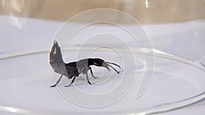 Devil's coach horse beetle, Ocypus olens, in Ireland