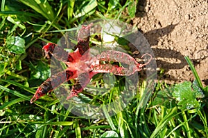 devil\'s finger fungus open in the garden. octopus stinkhorn or Clathrus archeri toxic fungus invasion