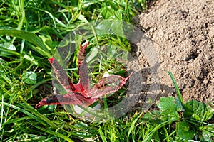 devil\'s finger fungus open in the vegetable garden. octopus stinkhorn or Clathrus archeri toxic fungus invasion