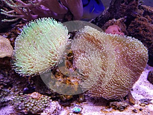 Devil`s hand coral and toadstool leather coral reef inside a saltwater aquarium