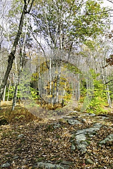 Devil`s Hopyard path