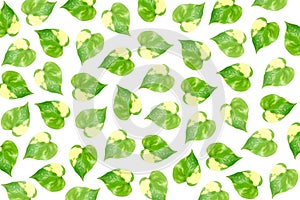 Devil`s ivy Epipremnum aureum leaf