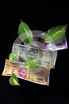 Devil`s ivy Epipremnum aureum or Money plant leaf with 200, 500, 2000 rupee currency note over black background.