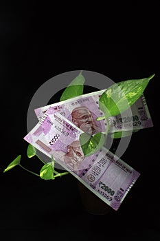 Devil`s ivy Epipremnum aureum or Money plant leaf with 2000 rupees currency note over black backgroud