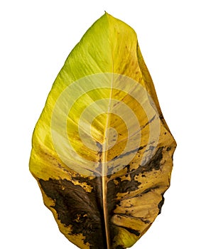 Devil`s ivy, Golden pothos, Epipremnum aureum, Heart shaped leaves vine with large leaves isolated on white background