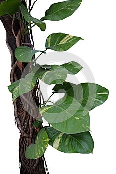 Devil`s ivy or Golden pothos growing in wild, big jungle vines a
