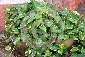 Devils Ivy, Golden pothos, Epipremnum aureum photo