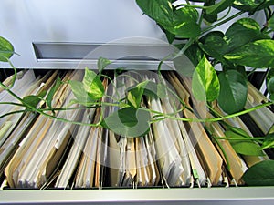 Devil`s ivy plant growing above filing cabinet drawer