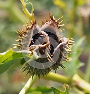 Devil`s snare Datura stramonium