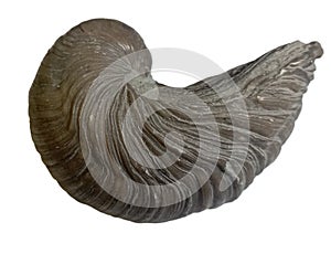 The devil\'s toe nail, or a fossil named Gryphaea photo