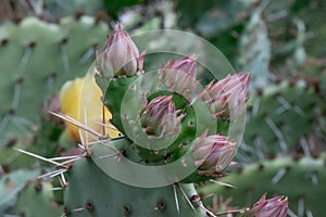 Devil’s-tongue, Opuntia humifusa, close-up buds