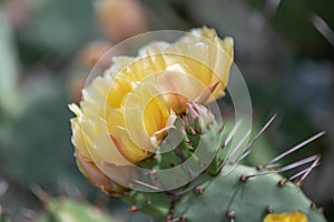 Devil’s-tongue, Opuntia humifusa, yellow budding flower