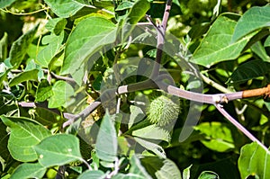 Devil's Trumpet, Datura metel, in the garden, close up.