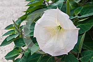 Devil's Trumpet, Datura metel, in the garden, close up.