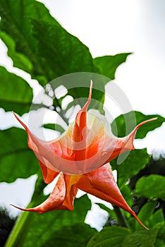 Devil& x27;s Trumpet / Jimsonweed flower, Datura, erba del diavolo flowers