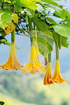 Devil& x27;s Trumpet / Jimsonweed flower, Datura, erba del diavolo flowers