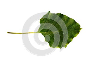 Devil`s trumpet leaves or datura metel leaf Isolated on white background.