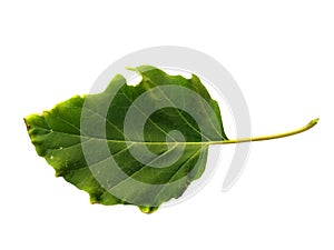 Devil`s trumpet leaves or datura metel leaf Isolated on white background.