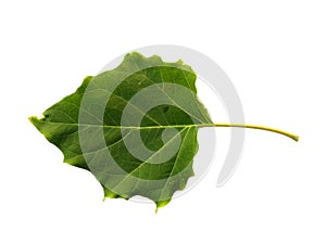 Devil`s trumpet leaves or datura metel leaf Isolated on white background.