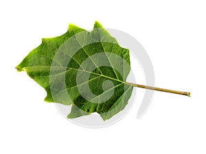 Devil`s trumpet leaves or datura metel leaf Isolated on white background.
