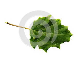 Devil`s trumpet leaves or datura metel leaf Isolated on white background.