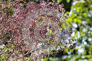 Devil's Walkingstick Berries - Aralia spinosa