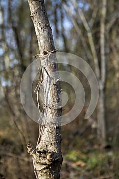 Devil's Walkingstick Trunk Spikes - Thorns - Aralia spinosa