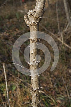 Devil's Walkingstick Trunk Spikes - Thorns - Aralia spinosa