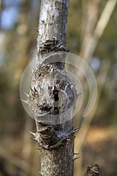 Devil's Walkingstick Trunk Spikes - Thorns - Aralia spinosa