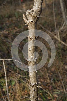 Devil's Walkingstick Trunk Spikes - Thorns - Aralia spinosa photo