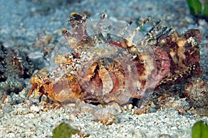 Devil scorpion fish Walkman lying on the sand waiting for prey