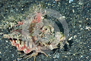 Devil Scorpionfish Inimicus didactylus photo