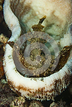 Devil Scorpionfish Inimicus didactylus photo