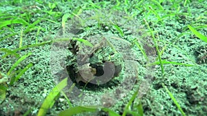 Devil scorpionfish Inimicus didactylus on the sand in Zulu sea Dumaguete