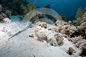 Devil scorpionfish in the Red Sea
