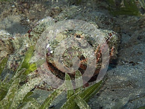 Devil scorpionfish , red sea
