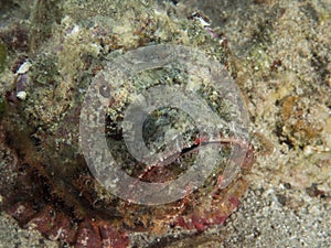 Devil scorpionfish , red sea