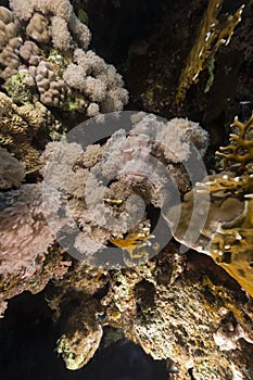 Devil scorpionfish in the Red Sea.