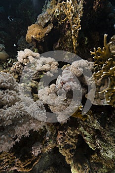 Devil scorpionfish in the Red Sea.
