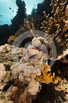 Devil scorpionfish in the Red Sea.
