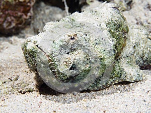 Devil scorpionfish