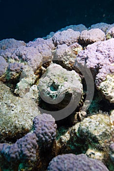 Devil scorpionfish (Scorpaenopsis diabola)