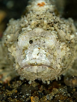 Devil scorpionfish, Scorpaenopsis diabolus. Lembeh, North Sulawesi