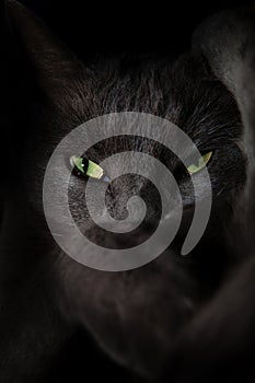 Devil spooky cat eyes