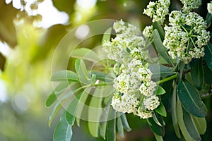 Devil tree  Alstonia scholaris  with flowers have a pungent smell