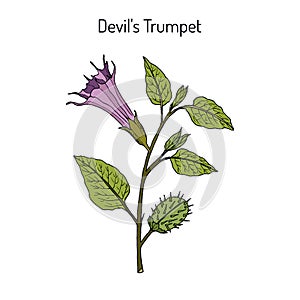 Devil trumpet Datura metel , medicinal plant