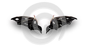 Devil wings with shadow on gray background